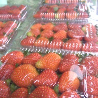 strawberry ciwidey