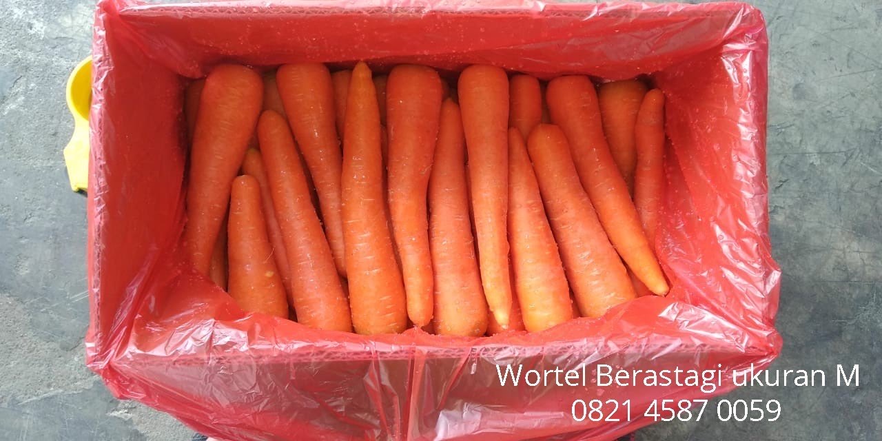 Wortel Berastagi Harga Bersaing dan Suplai Kontinyu. Harga di Gudang Tangerang