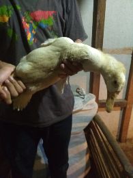 jual bebek hibrida muda 1kg up