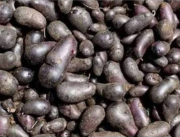 Kentang hitam atau kleci