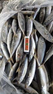 layang deles,banjar beku dll
