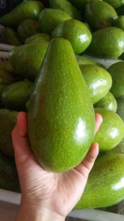 ALPUKAT MENTEGA