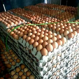 Telur Ayam berkualitas, fress (dari kandang sendiri)