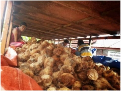 kelapa tua palembang