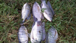Ikan Nila, Mas Segar