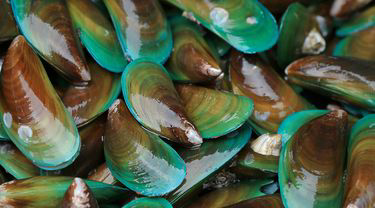 KERANG HIJAU
