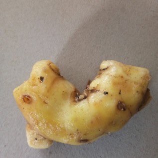 kunyit mangga