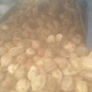 di jual kelapa tua ukuran abc dengan harga terjangkau
