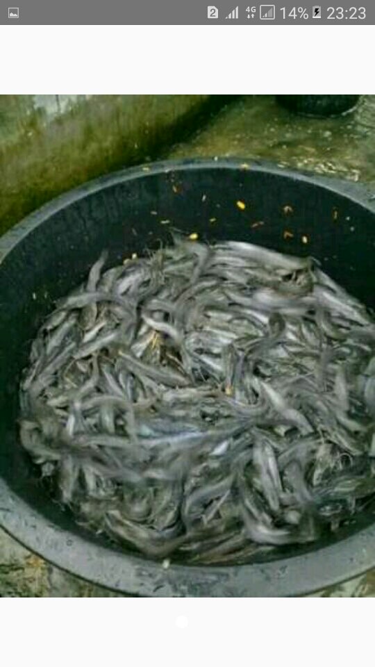 ikan lele