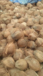kelapa biji