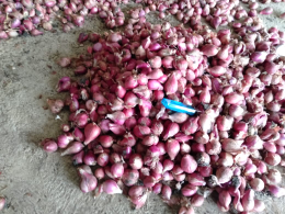 Bawang Merah Brebes / Demak. Semua kualitas.