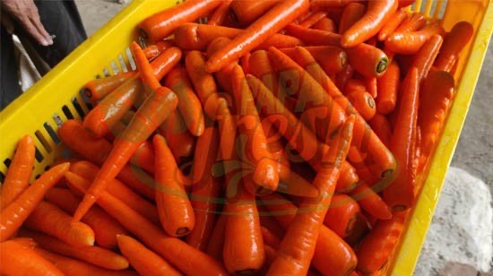 Wortel Brastagi Kualitas Premium Ukuran SS, S, M