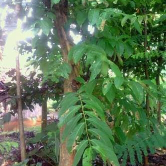 jual pohon bungur 