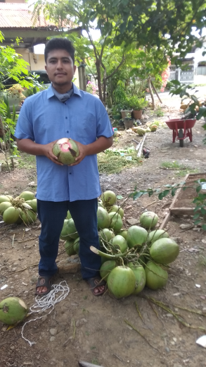 Suplier Kelapa Muda, Kelapa Santan, Kopra, Batok Kelapa