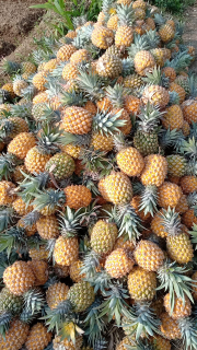 Nanas madu
