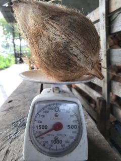 KELAPA JAMBUL