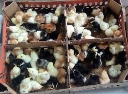 Dijual Ayam DOC Kamsi Berau