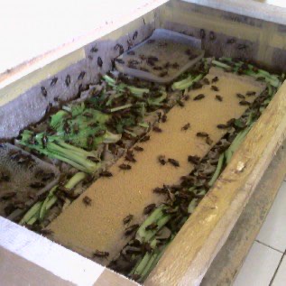 Jual Jangkrik 