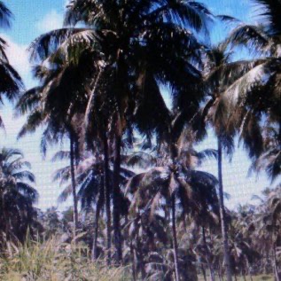 Dijual Kebun Kelapa dan Pabrik Pengolahan Gula di Agrabinta, Sukabumi
