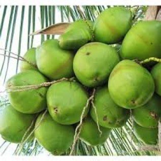 penjual kelapa muda dan tua