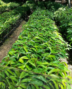 Bibit durian Montong super Okulasi