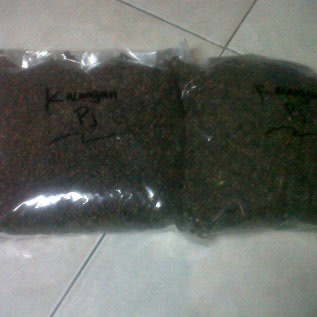 Jual Bibit Kacangan Penutup tanah