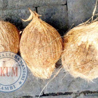 Jual Kelapa Tua 