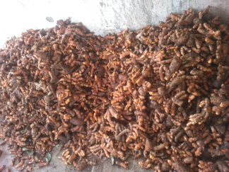 kunyit