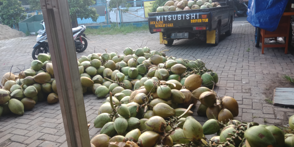 Menjual Kelapa Muda Putih/Ijo dan Air Kelapa Muda