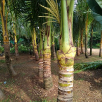 jual pohon kelapa hijau 