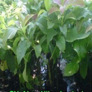 Bibit Alpukat Mentega (avocado)