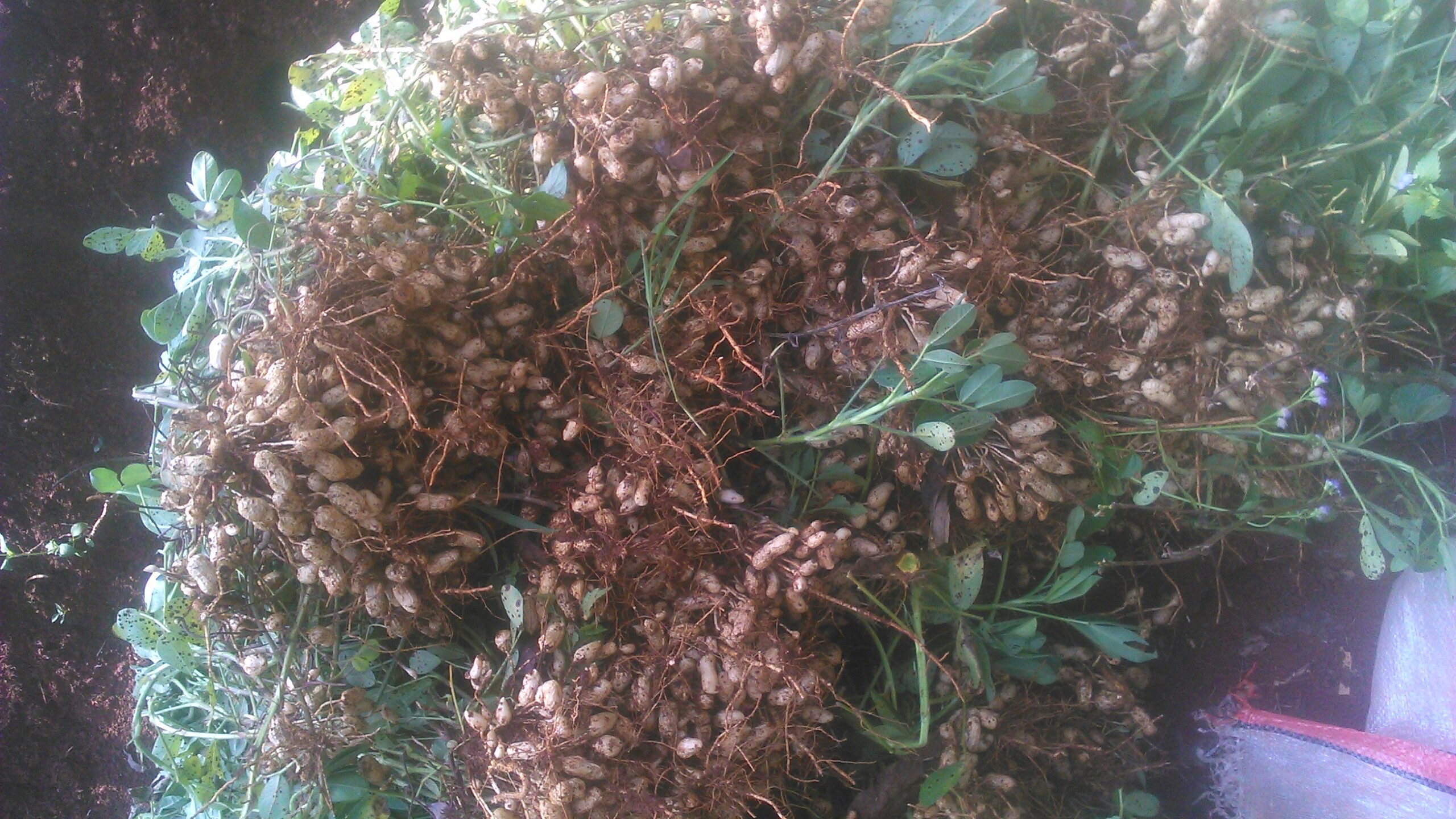 kacang tanah kering