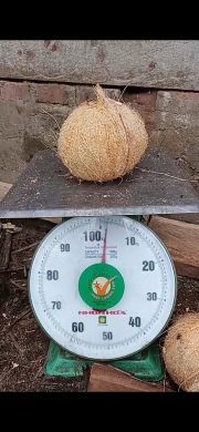 Kelapa Biji
