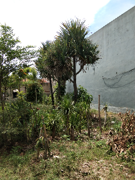 jual pohon eucalyptus/ eka liptus 