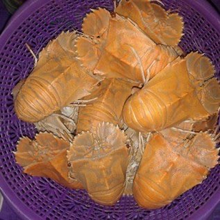 udang kipas