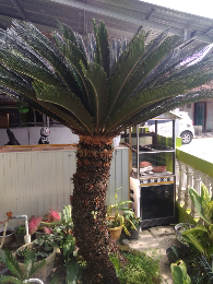 Tanaman Hias Pohon Sikas