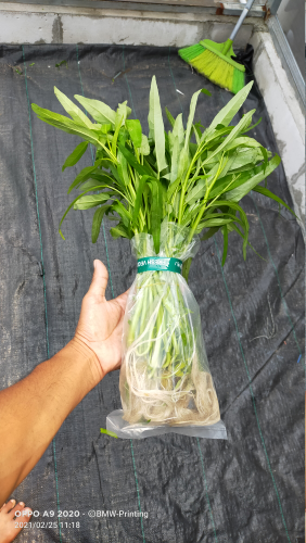 Kangkung Hidroponik