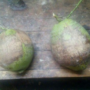Kelapa Kopyor Asli Tayu