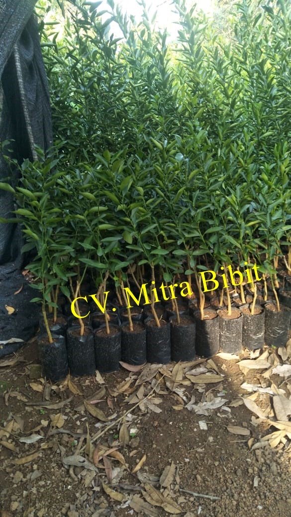 Bibit Jeruk Hias Santang Super Berkualitas 
