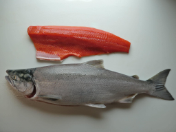 Salmon norwegian Trout