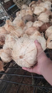 Kelapa Tua Kupas