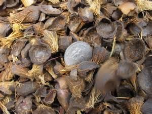 Jual Cangkang Kelapa Sawit dengan harga Murah