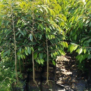 Bibit durian duri hitam ochee