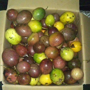 Buah Markisa Segar