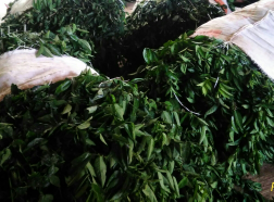Katuk fresh / segar