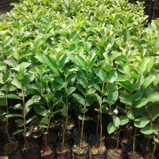 Bibit Jambu Kristal (Psidium Guajava)