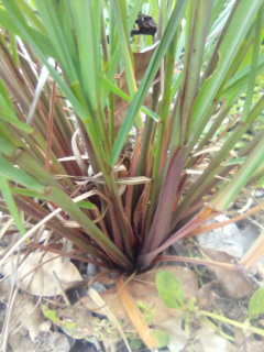 BIBIT SEREH WANGI G2