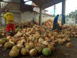 kelapa