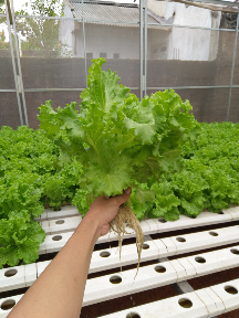 sayuran selada keriting hidroponik