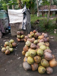 kelapa termurah